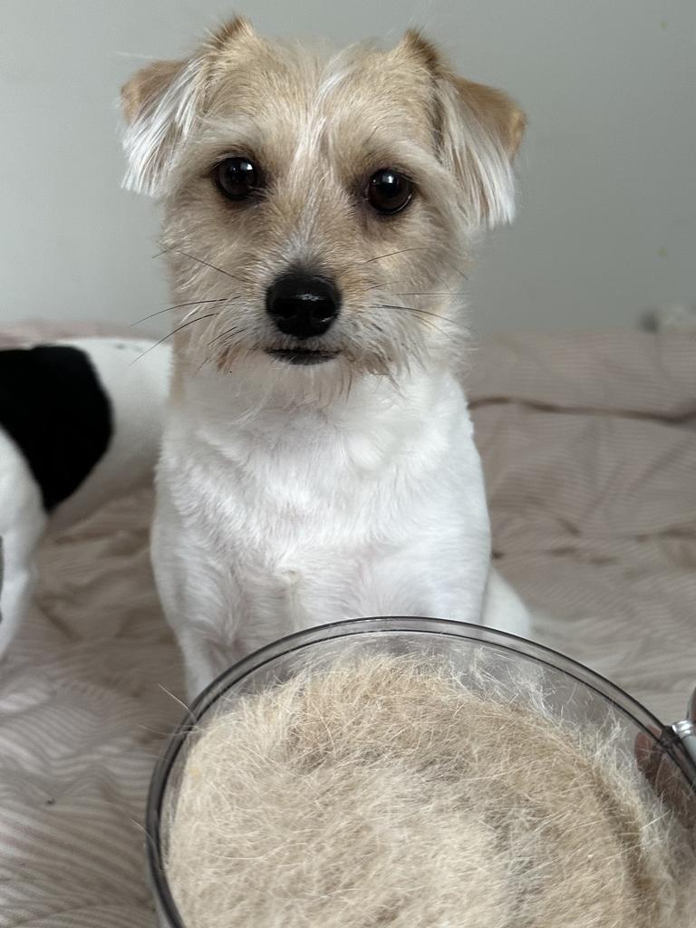 Pomi after getting her hair cut. Picture: Harriet Amurao/news.com.au checkout