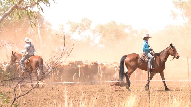 Belinda Keats and her son Jack droving a mob on the stock route near Cloncurry in October 2013, when the drought was setting in for northwest Queensland. Picture: Supplied