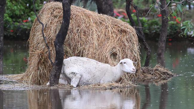 A sheep huddles beside a hay bale in floodwaters beside the Midland Highway near Bendigo. Picture: David Crosling