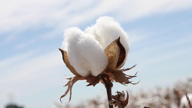 According to Monash University, spray drift cost the Australian cotton industry about $18 million in crop losses in just 2018.