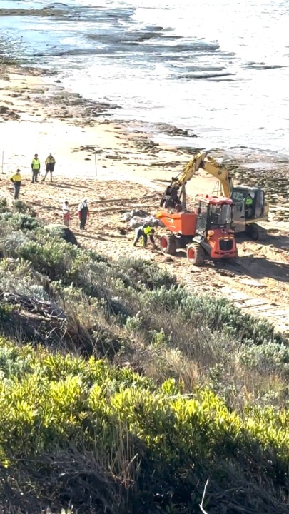 Rotting whale carcass removed from popular beach