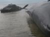 Seven whales beached in South Australia