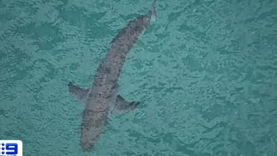 A shark filmed off the beach this morning. Picture: 9 News