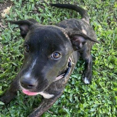 Lola, Remote Animal Assistance FNQ. Photo: supplied