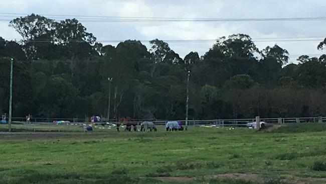 Horses at Bramble Bay Pony Club on Telegraph Rd, Fitzgibbon. Picture: Michelle Smith