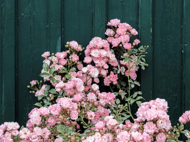 pink rose bushes with dark green wall