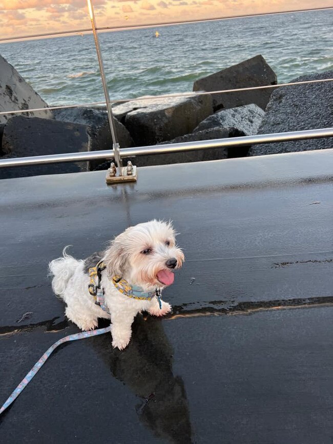 This is Baxter. He lives in Southport. He is a little cutie because he is always happy, energetic and smiling, he is a naughty little boy with an attitude and a bit of a fatty pumba