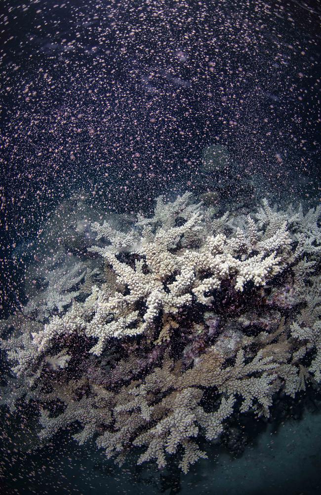 Coral spawn is described as being pink or milky white, has a mild ocean smell, and only lasts for one or two days. Beachgoers often confuse coral spawn with trichodesmium algae which is a brown scum that floats on the water, has a ‘putrid’ fishy smell, and resembles oil slick.