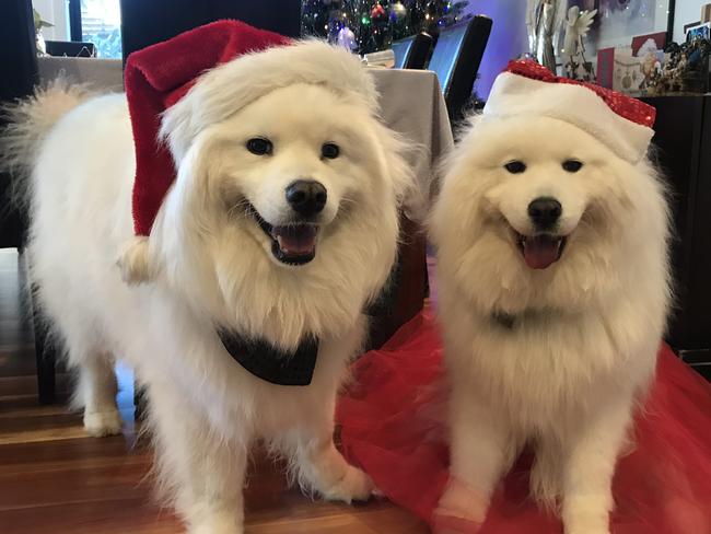 Snowy and Fergus, samoyeds from Beaumaris. Picture: Christine McLeish