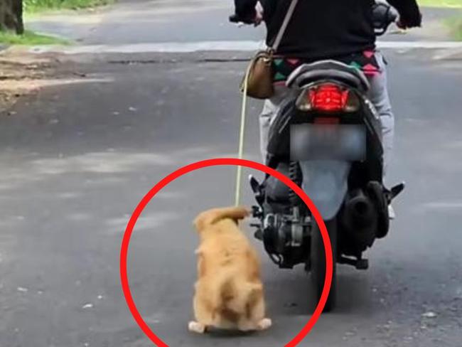 The dog but with a red circle this time