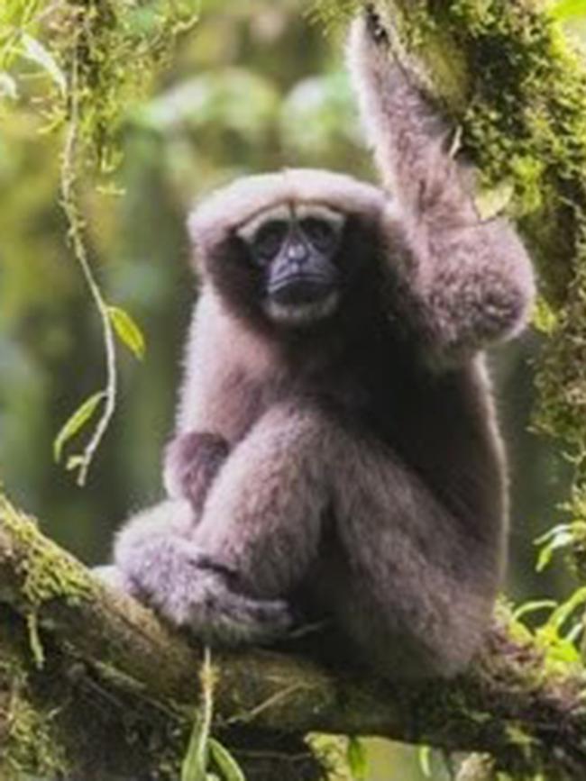 Skywalker Hoolock Gibbon.