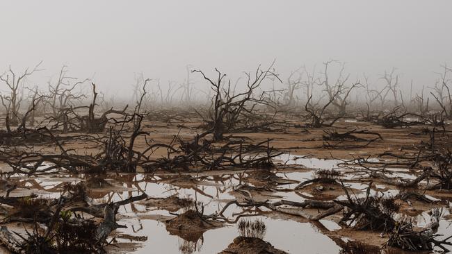 A mangrove forest swept away by Hurricane Isidoro on the north coast of Yucatán, Mexico. Picture: Esteban Ernesto Dupinet Valencia