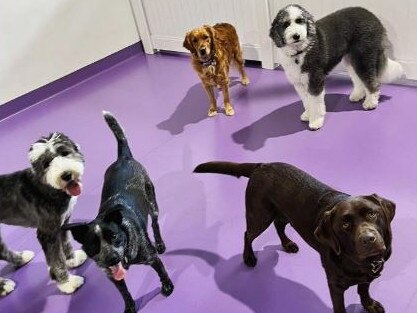 Doggy daycare fun at Pupz N Co in Bowen Hills. Picture: instagram.com/pupznco