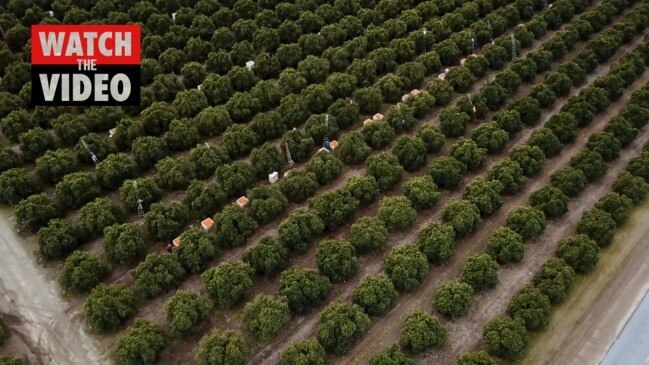 HLB disease in California