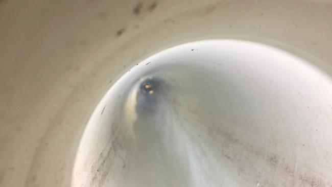 The eyes of Misty, stuck in underground drain pipes shine in the camera light as firefighters from the NSW Fire and Rescue brigade at Narrabeen work to free her. Picture: NSW Fire and Rescue (Narrabeen)