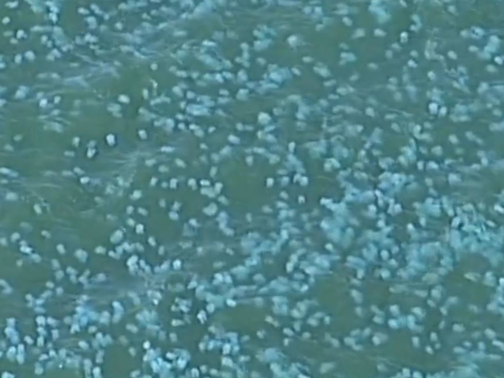 An aerial shot of the bloom of jellyfish off Bribie Island. Picture: ABC TV