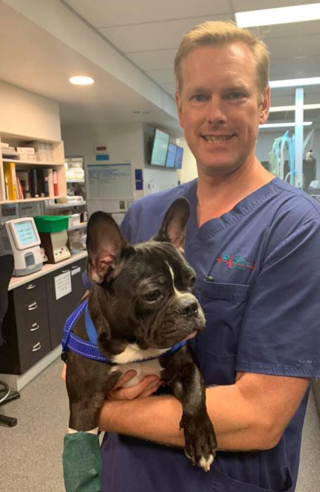 Dr Courtney Reddrop of Animal Emergency Service Carrara holding Mac. Picture: supplied