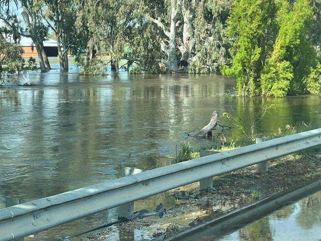 Residents in Forbes have been urged to evacuate as the Lachlan River creeps towards its peak. Picture: Facebook