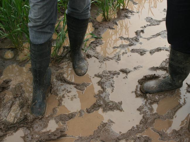 Gumboots were the order of the day in wet paddocks at Birchip Cropping Group field day