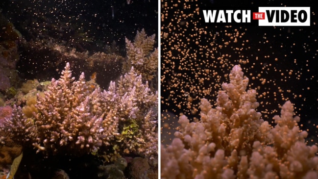 The Great Barrier Reef's annual coral spawning spectacular