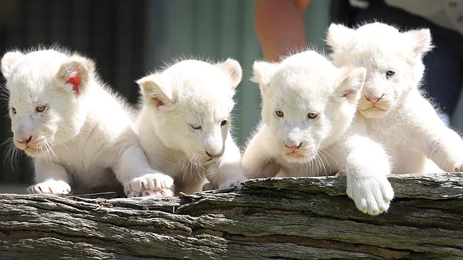 albino lion cubs