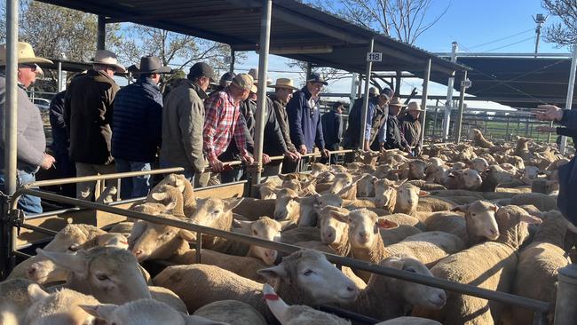 Big numbers of lambs go under the hammer at the Wagga Wagga Livestock Marketing Centre. Picture: Nikki Reynolds