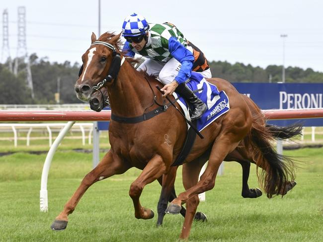 Lightly-raced gelding Winston Hills can bring up the hat-trick at Randwick. Picture: Bradley Photos