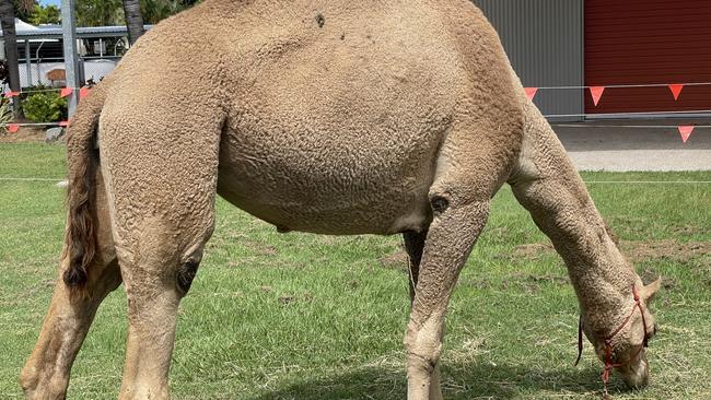 The Hudson Circus is also home to two camels, who's liberty act allows them to have fun with the audience and show off. Photo: Fergus Gregg