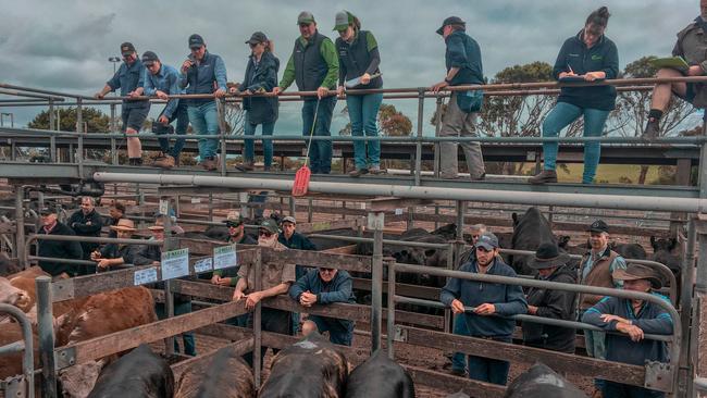 Local graziers were extremely strong today at the Warrnambool store cattle sale. Picture: Madeleine Stuchbery