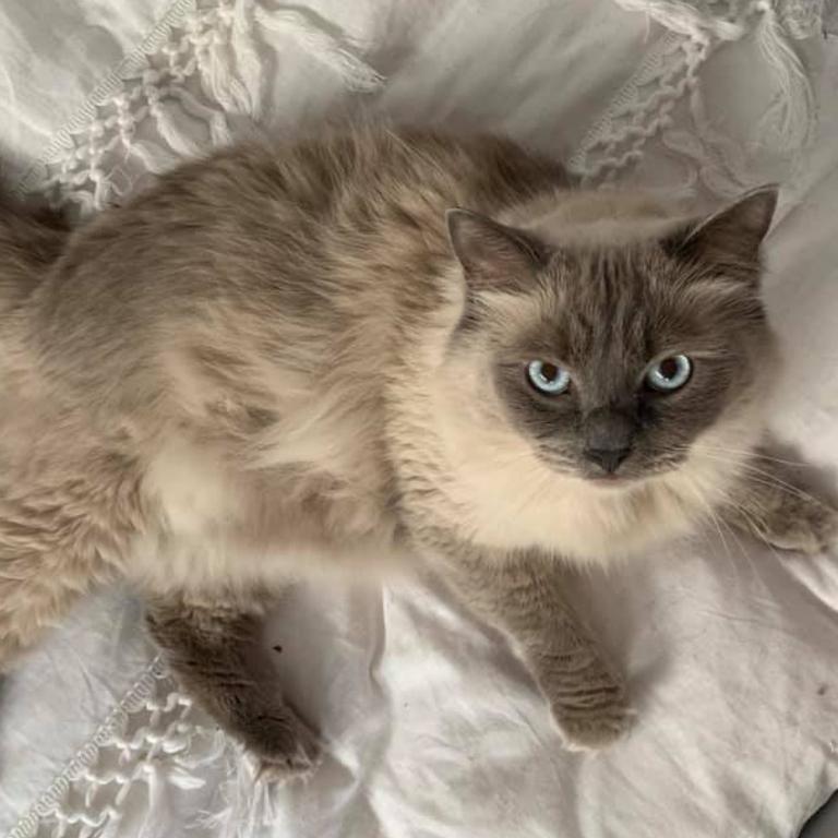 My name is Rolo. I love humans, biting cords and getting belly rubs. I have multiple beds in my house and enjoy getting fur on each one! Picture: Sarah Clark. Cutest cats in Pine Rivers.