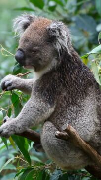 QSAC stadium plan puts koala hotspot in danger