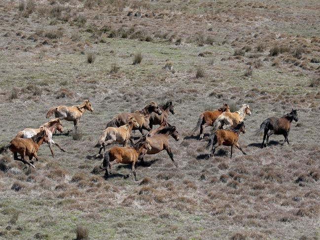 Wild brumbies roaming the Kosciuszko National Park. Picture: Stephen Cooper
