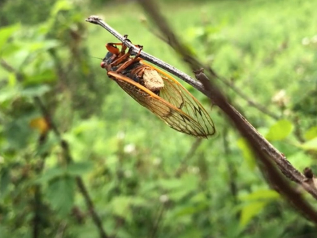 Zombie cicadas. Picture: West Virginia University Photo