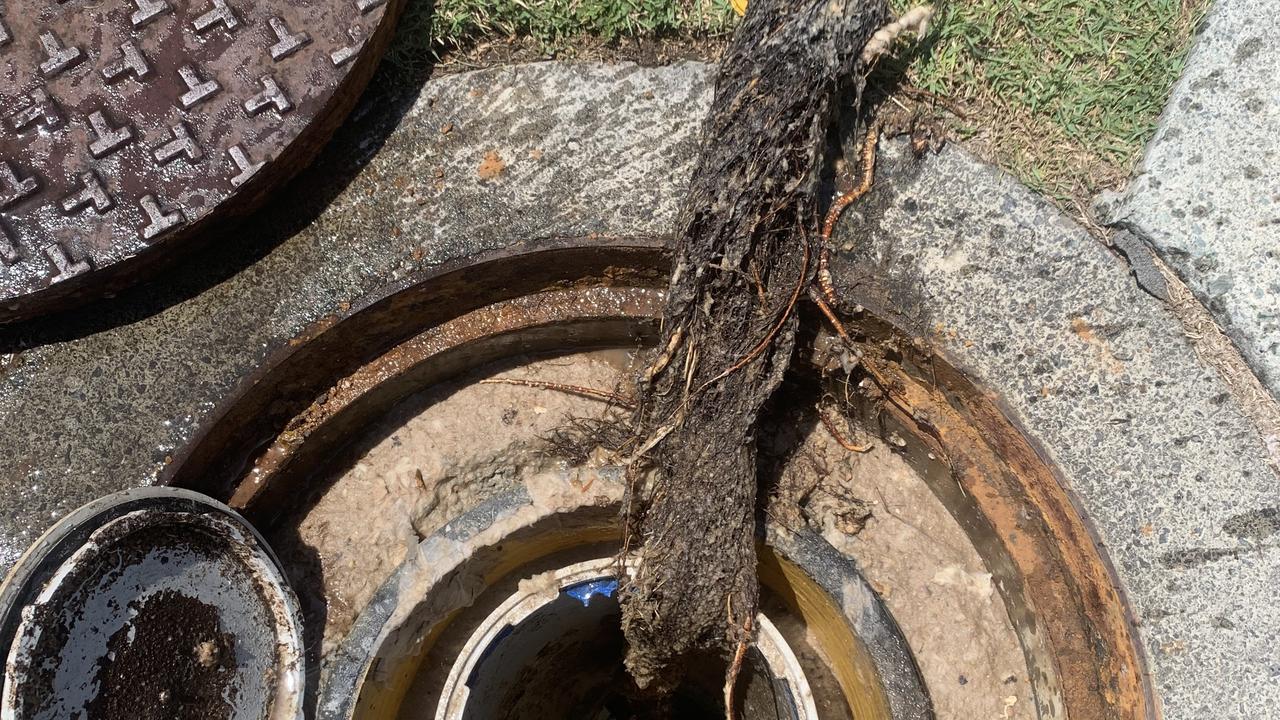 Tree roots tradies have had to rip out of blocked pipes. Source: Unitywater