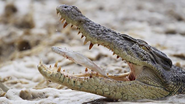 A saltwater crocodile chomps down on a barramundi after catching it at high tide at Cahills Crossing. Crocodiles gather at the crossing to catch an easy feed as the high tide allows fish to swim over the crossing. Picture: Michael Franchi