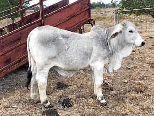 Police are seeking information into the theft of three weaner bulls from a paddock in Gracemere.