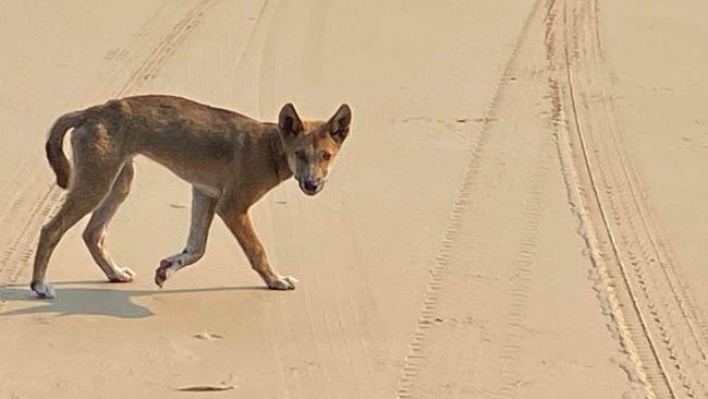 A dingo on the beach on Fraser Island. (File picture)