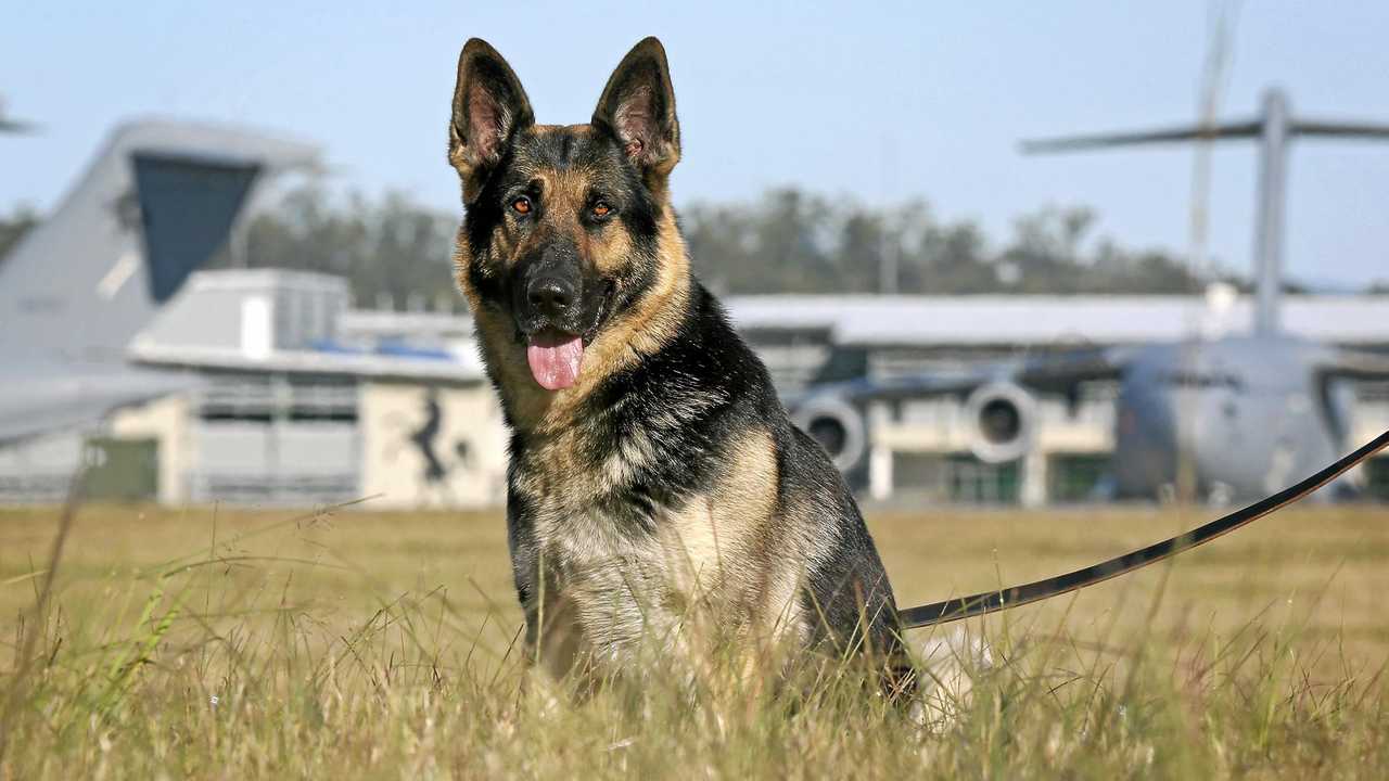 Military dogs clearance for sale