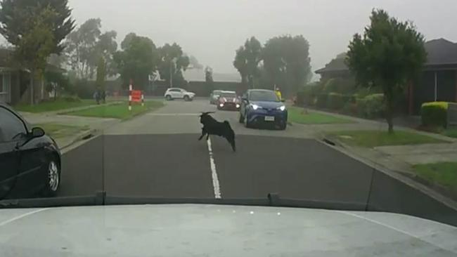 The runaway goat disobeys a crossing supervisor outside a Cranbourne North school.