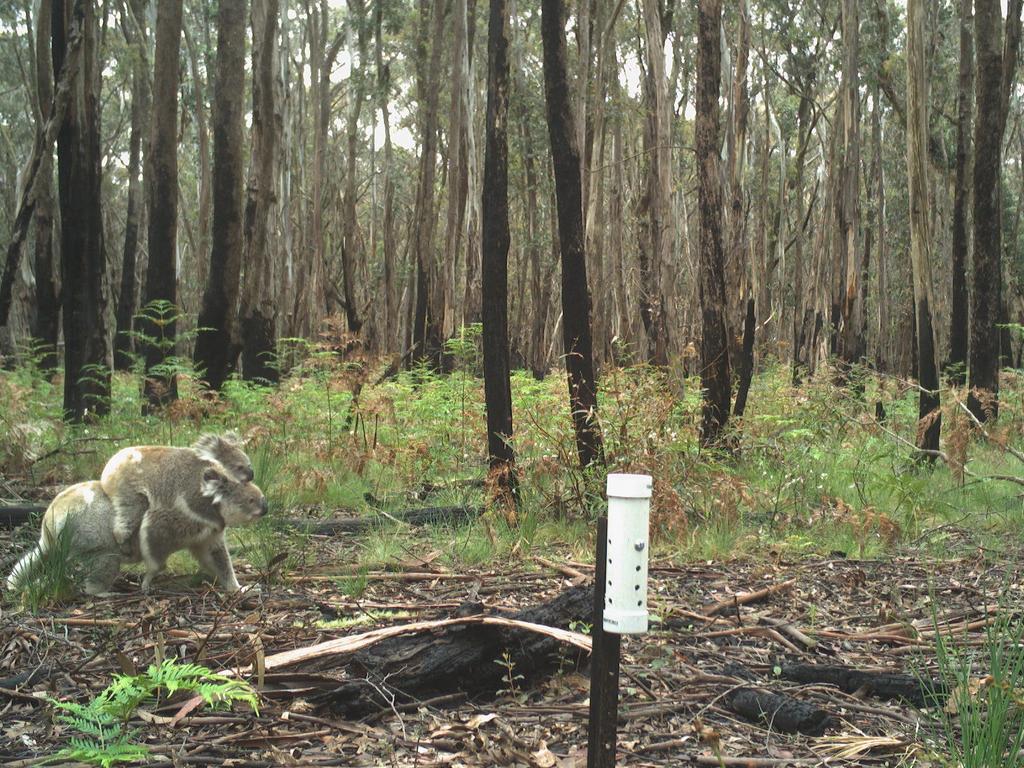 WWF Releases Images Of Black Summer Animal Survivors | Herald Sun