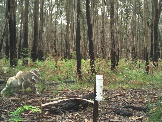 Koala mum and joey on the move in the Blue Mountains, NSW. Picture: WWF Australia