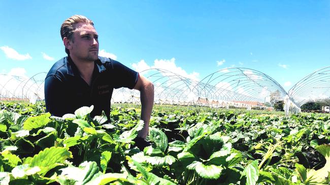 Queensland strawberry farmer Nathan Baronio says his family’s business has already lost half a million dollars due to a shortage of pickers.