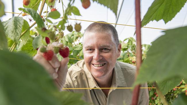 Pinata Farms managing director Gavin Scurr at Wamuran.