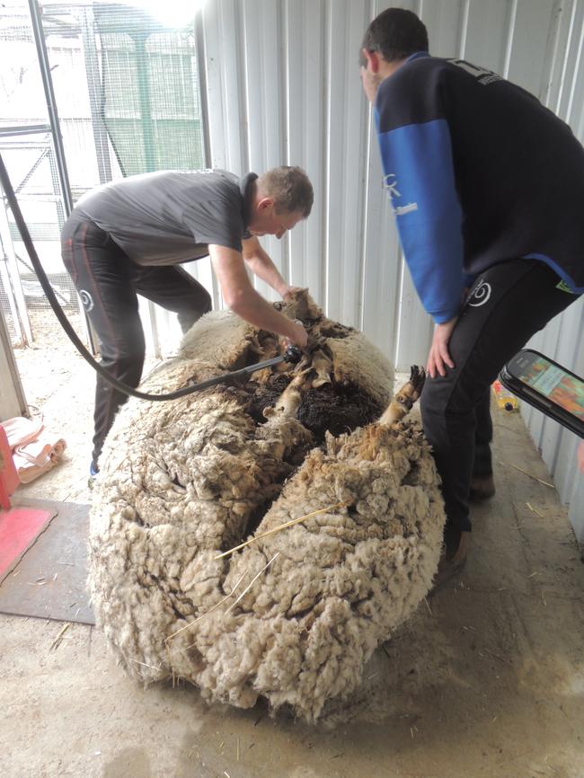 The fleece originally weighed in at 42 kilograms. Picture: RSPCA