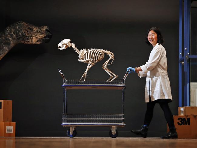 Australian Museum assistant conservator Kyra Kim last year as the museum packed up ahead of the makeover. Picture: Sam Ruttyn