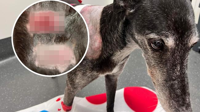 “I can’t get the vision out of my mind”: A Moreton nurse has recalled the moment she heard her dogs cry for help after it was mauled in her own front yard. Picture: Supplied.