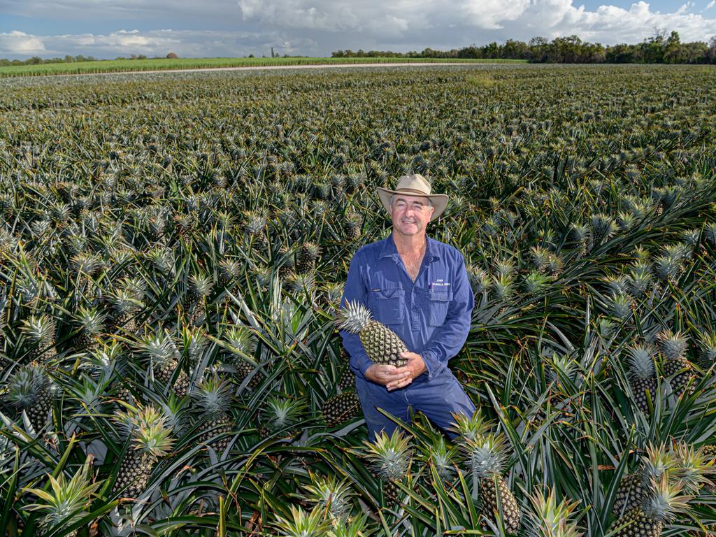 Pineapple grower John Steemson said his operation produced 70 tonne of fruit per day during harvest season. Picture: Paul Beutel
