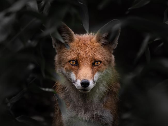 This striking shot of a fox was taken by Valentin Malinov in Macedonia and is in the open competition of Sony World Photography Awards. Picture: Valentin Malinov