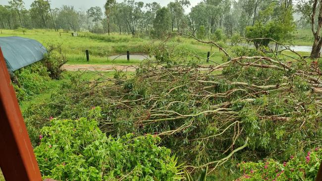 Tree down, Kingaroy