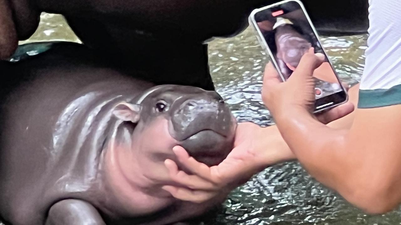 The cute little hippo has become an internet sensation in Thailand and other Asian countries because of its funny faces. Picture: Carola Frentzen/picture alliance via Getty Images.